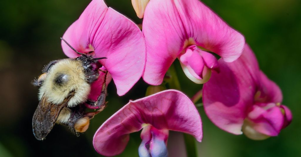 Climate change could push bumblebees to extinction – The Verge