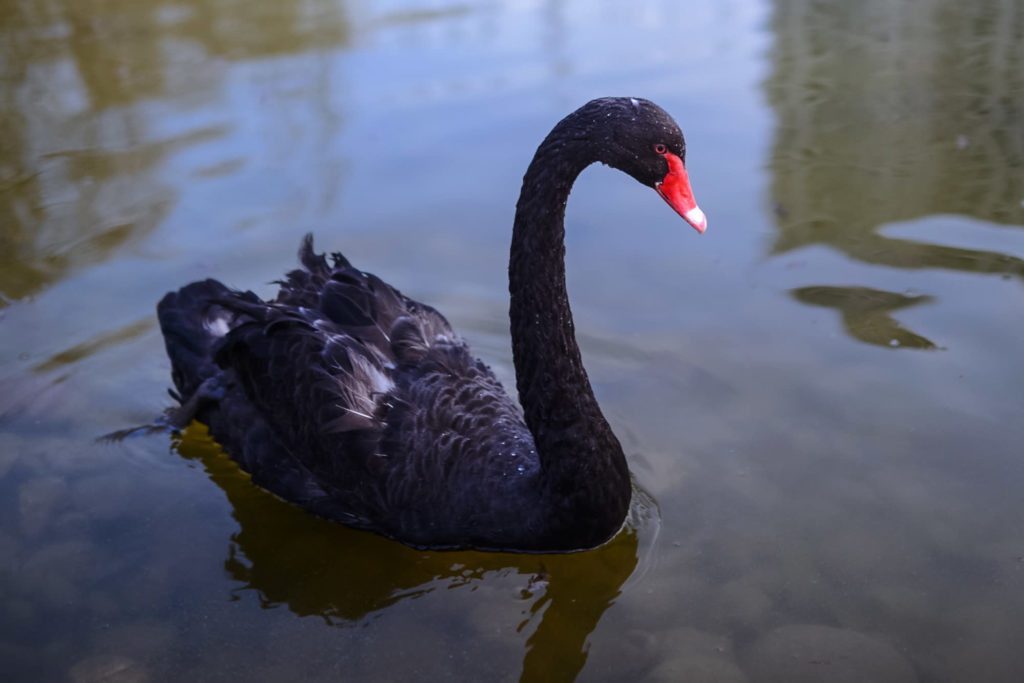 Coronavirus crash is a true 'Black Swan' as Goldman thought the economy was nearly recession-proof – CNBC