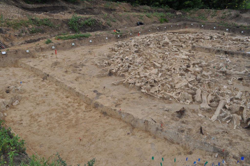 Archaeologists Uncovered a Mysterious Circle of Mammoth Bones – VICE