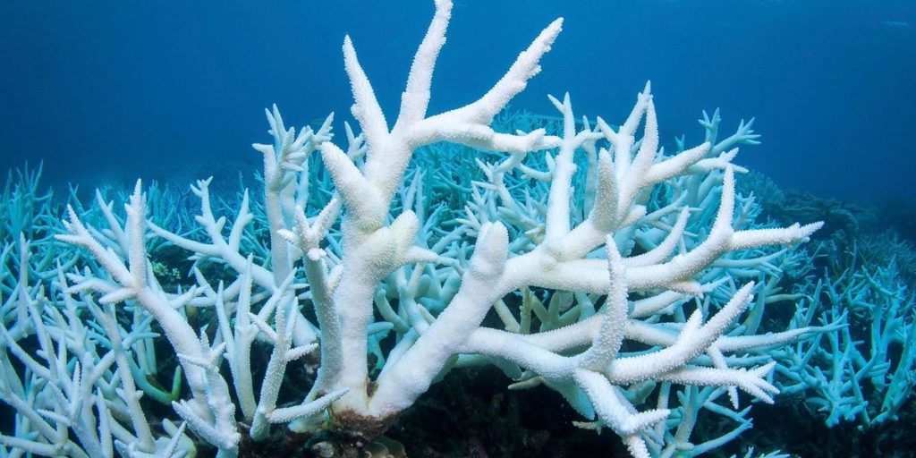 Great Barrier Reef Has Third Major Bleaching Event in Five Years – EcoWatch