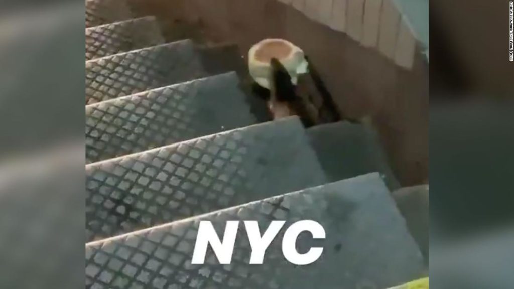 Egg McMuffin rat is the newest fast food rodent star in New York