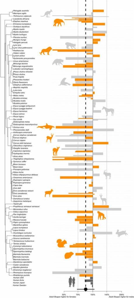 Female lifespan is longer in wild mammal animals than in humans – EurekAlert