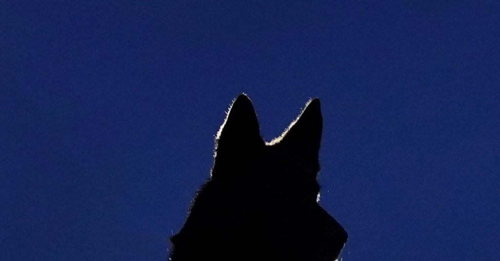 On Politics: Trump Pushes Out a Watchdog – The New York Times