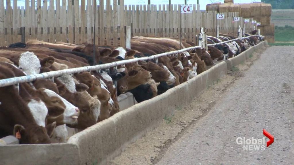 ‘Death is so real’: Immigrant group says meat workers afraid after COVID-19 plant closure – Global News