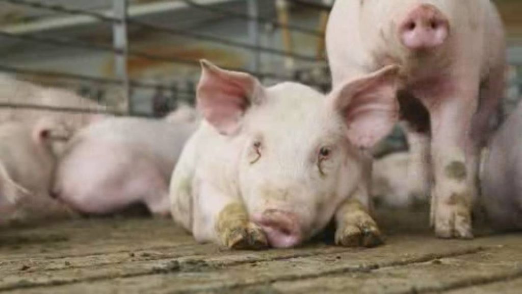 Canada’s meat-and-potato problem: Coronavirus pandemic hits the food supply chain – Global News