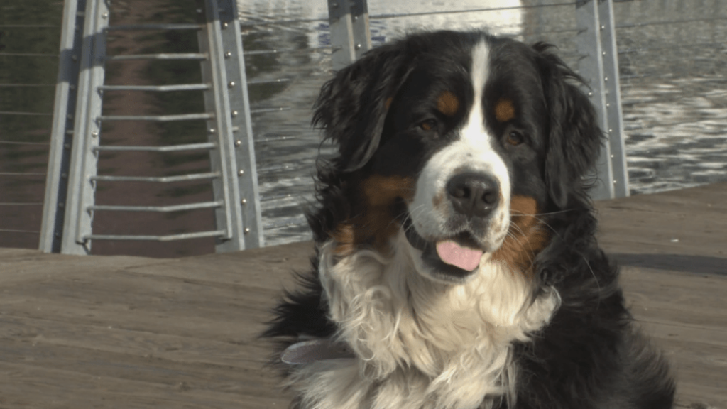 Canada reports 1,070 new coronavirus cases as daily death toll lowers to 60 – Global News