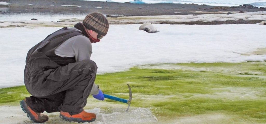 Antarctica is turning green as a result of climate change – The European Scientist