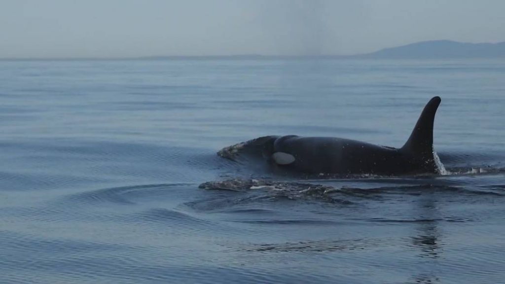 Scientists study Salish Sea’s endangered orcas amid quietest ocean in ‘3 or 4 decades’ – Globalnews.ca