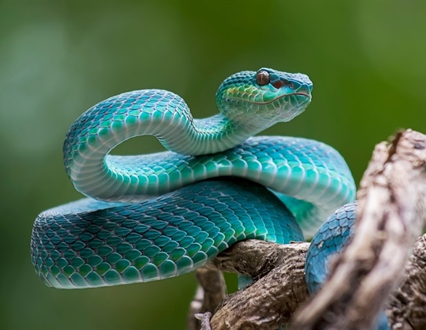 3D model demonstrates how the paradise tree snake flies with the help of aerial undulation – News-Medical.net