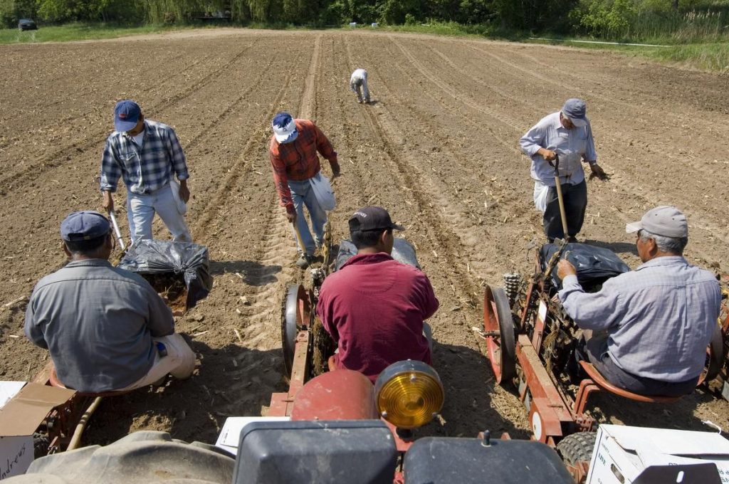 Canada’s migrant farmworkers remain at risk a year into pandemic