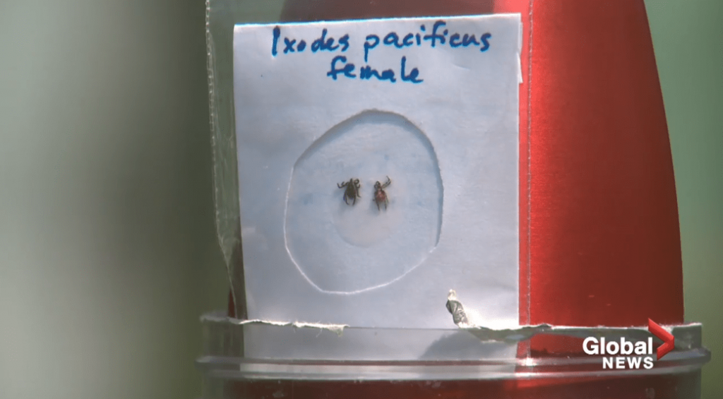 Canadians heading outdoors this summer are urged to look out for ticks – Globalnews.ca