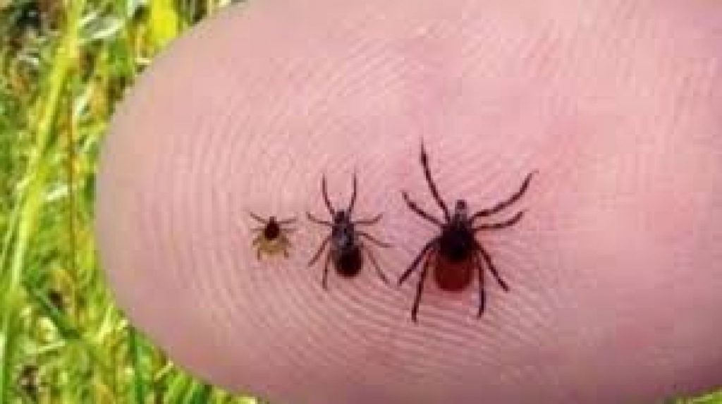 Health Unit Advises Residents To Use App To Identify Ticks – Hunters Bay Radio