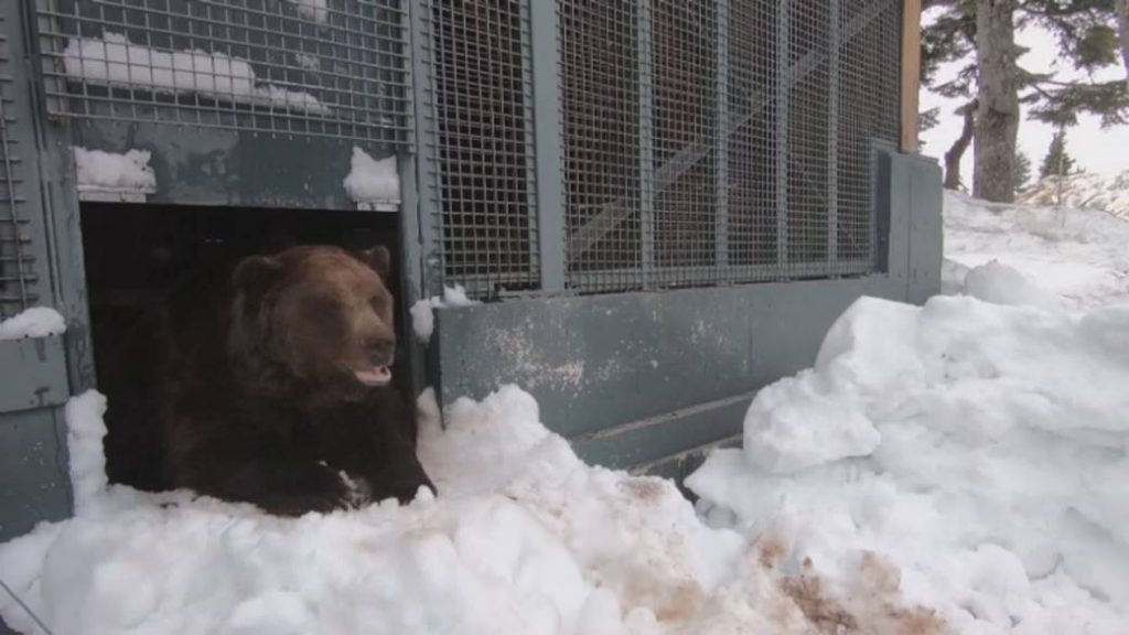 Bear population attempting to live alongside people, but it’s not enough: study – Globalnews.ca