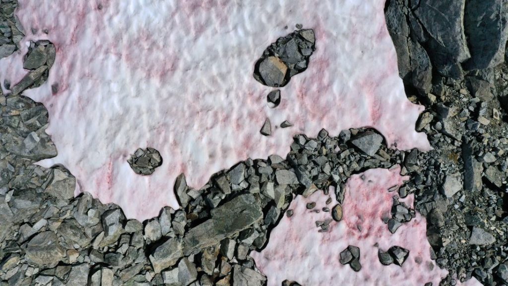Strange pink snow in the Italian Alps might be a red flag