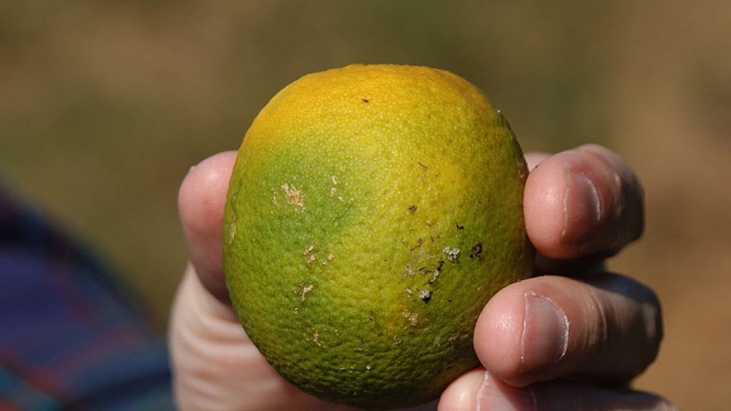 Natural pesticide could replace antibiotics as treatment for citrus greening disease decimating US citrus industry – Genetic Literacy Project