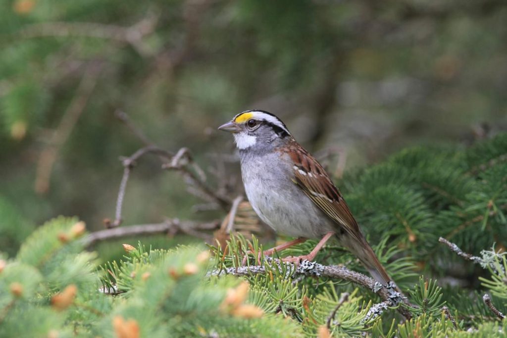 White-throated sparrows change their tune from a three note to a two note – NiagaraFallsReview.ca