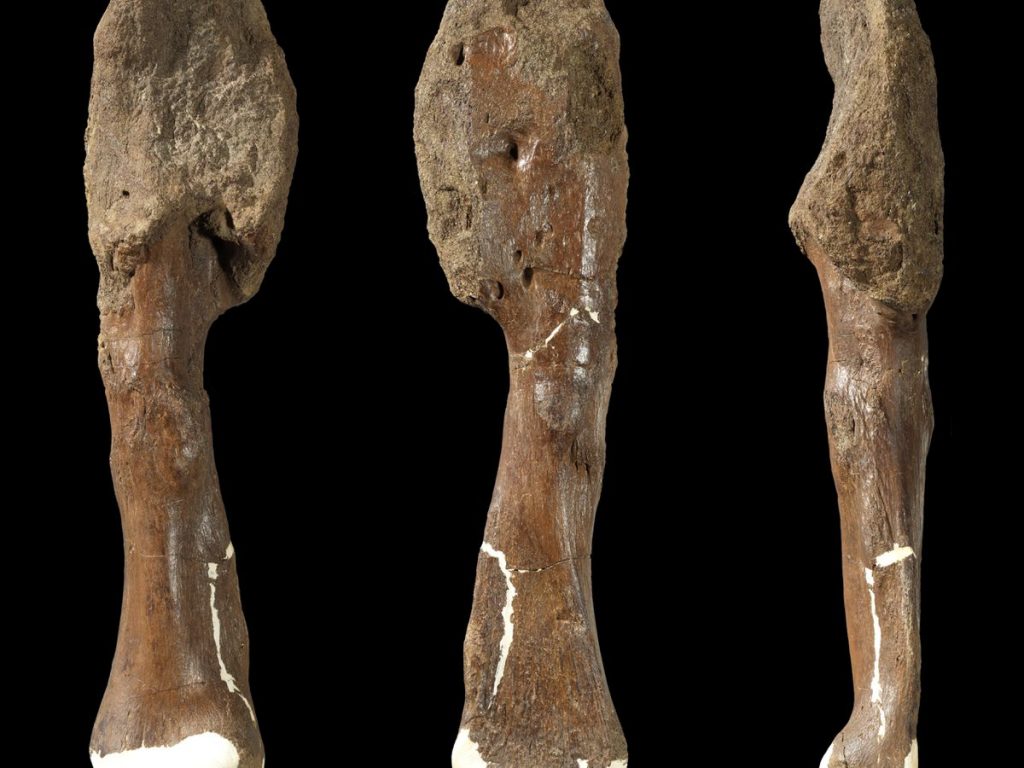 Dinosaur fossil yields unexpected diagnosis: cancer – The Globe and Mail