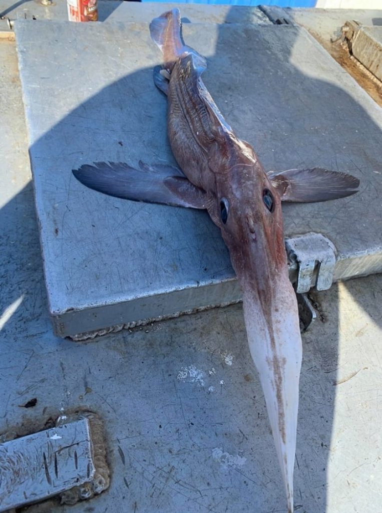 'What in the heck was that?': Fisherman shocked to haul in long-nosed chimaera – CBC.ca