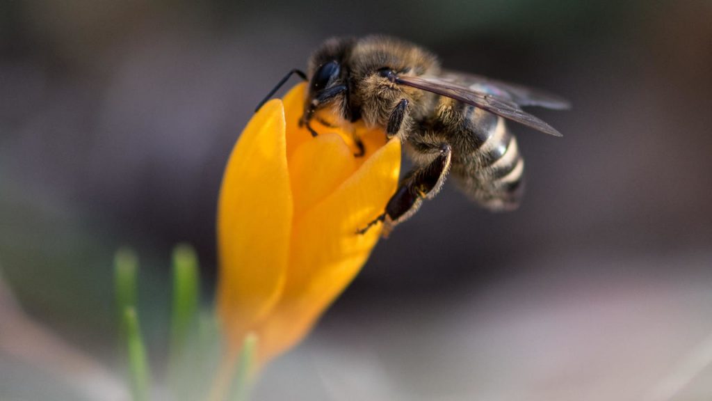 Honeybees' venom holds out hope of aggressive breast cancer treatment – study – RFI English