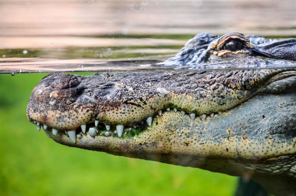 Artist Mark Johnson to Paint Alligator That Attacked Him in Port St. Lucie, Florida – Newser