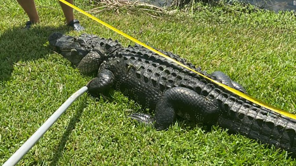 A Florida woman was attacked by a 10-foot alligator while trimming trees – CNN