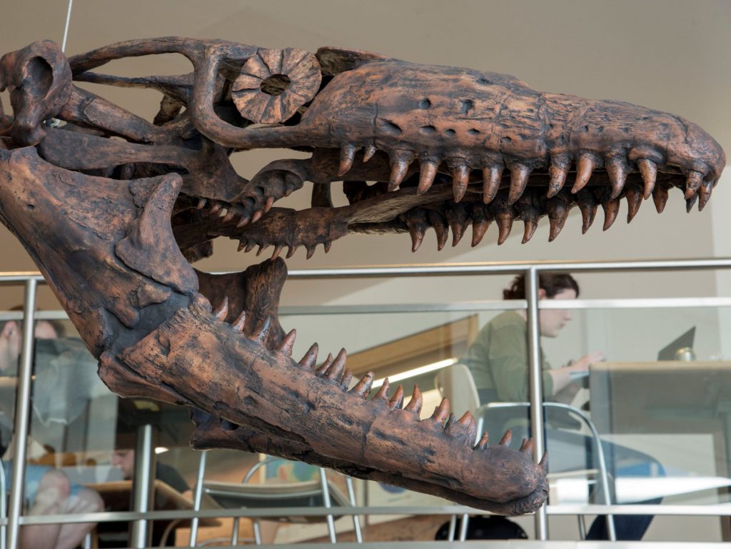 Reptile dubbed 'Jaws of Death' terrorized Cretaceous seas – CANOE