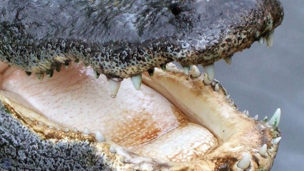 Florida man survives alligator attack while walking dog, gets 65 stitches – FOX 5 Atlanta