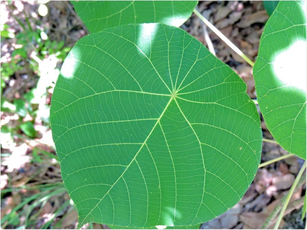 Australian stinging tree could pave way for novel painkillers – News-Medical.Net