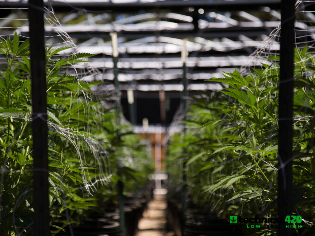 Why Gang Weed is not the next GameStop