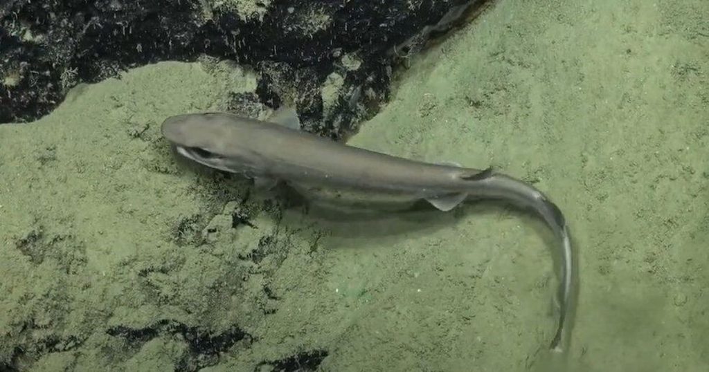 'One of the rarest species of shark in the world' captured in amazing video – CNET
