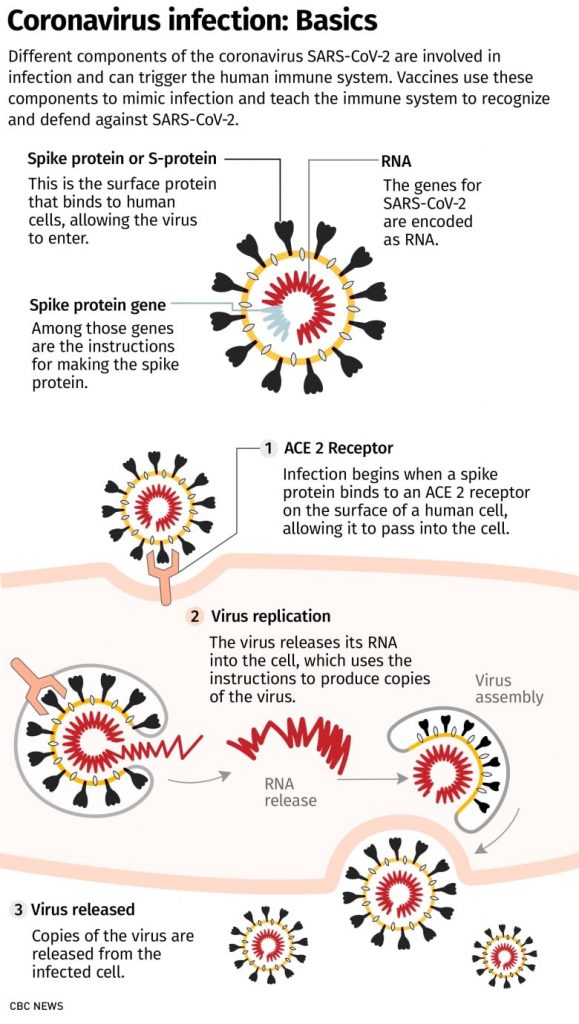 A closer look at Canada's homegrown COVID-19 vaccine candidates – CBC.ca