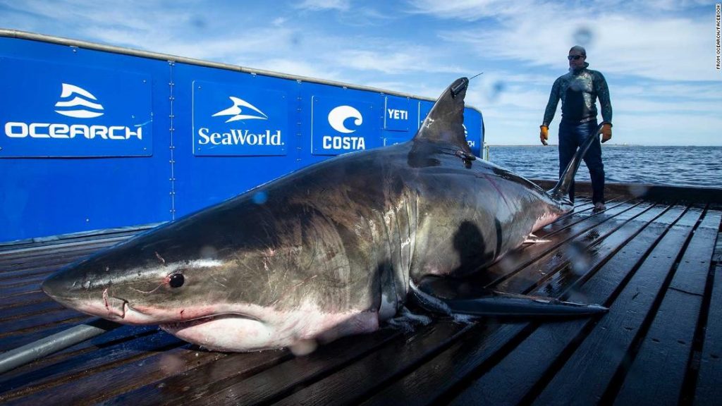 A 2,000-pound great white shark has been spotted near Miami – CNN
