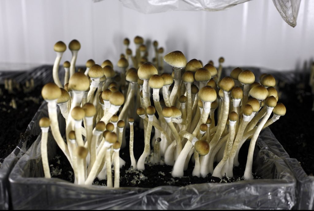 Psychedelics Replace Pot as the New Favorite Edgy Investment – Bloomberg