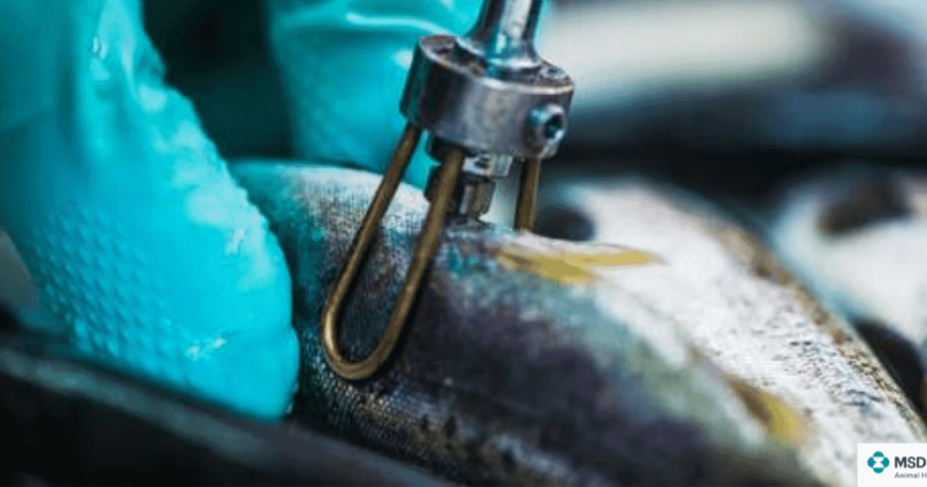 Where are aquaculture's upcoming investment opportunities? – The Fish Site