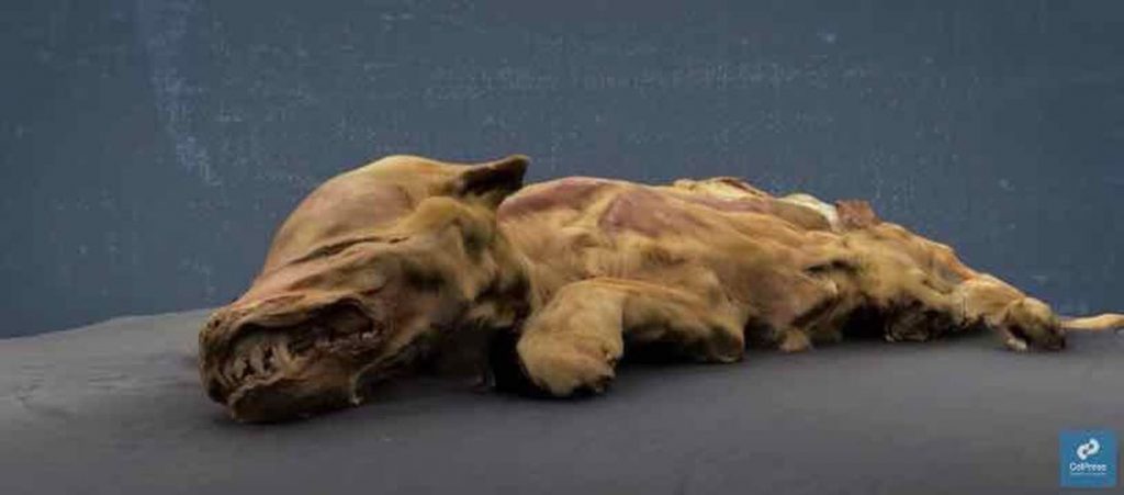 'Most complete wolf mummy ever' offers 57,000-year-old clues – CNET