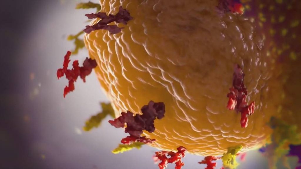 B.C. becomes 2nd province to identify South African COVID-19 variant – Globalnews.ca