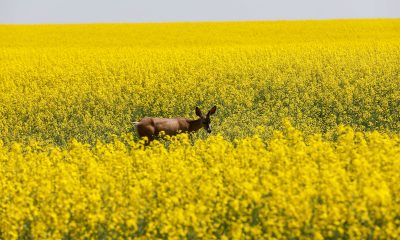 Canadian farmers