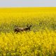 Canadian farmers