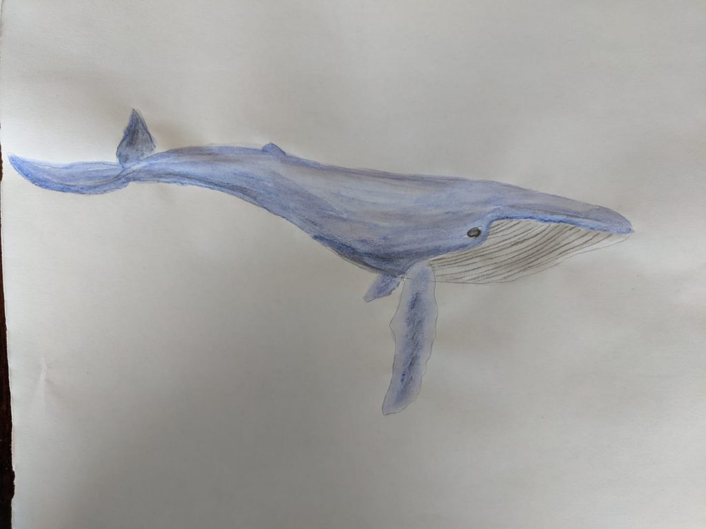 Artists of all skill levels encouraged to join Clare’s daily Févri-Art – SaltWire Network