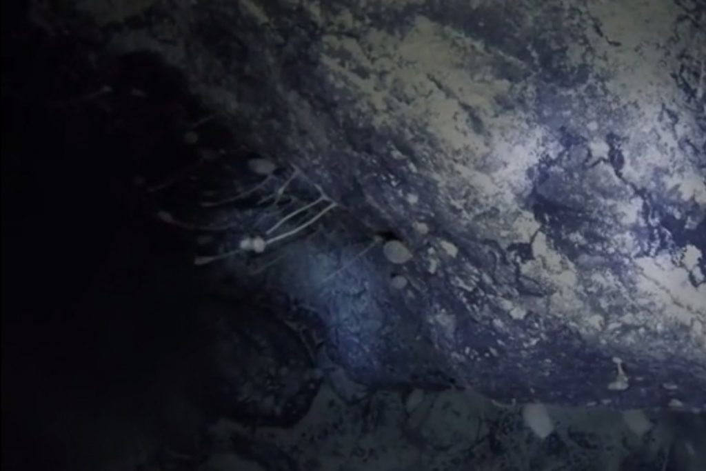 Scientists 'shocked' to find life in extreme depths under Antarctic ice – thepeakfm.com