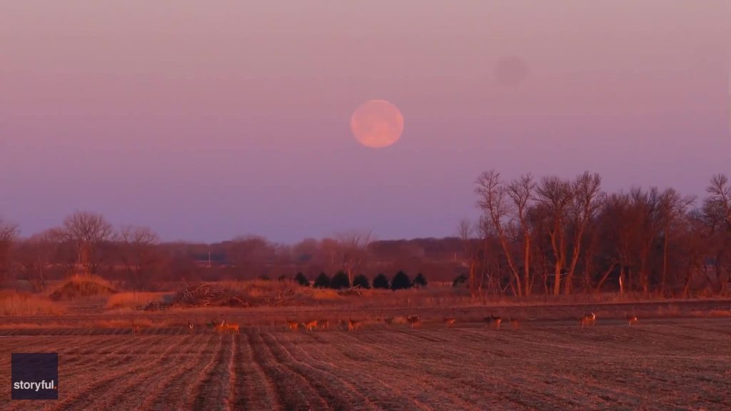 Deer Frolic Beneath Dusty Pink Sky as 'Worm Moon' Sets in Minnesota – Yahoo News Canada