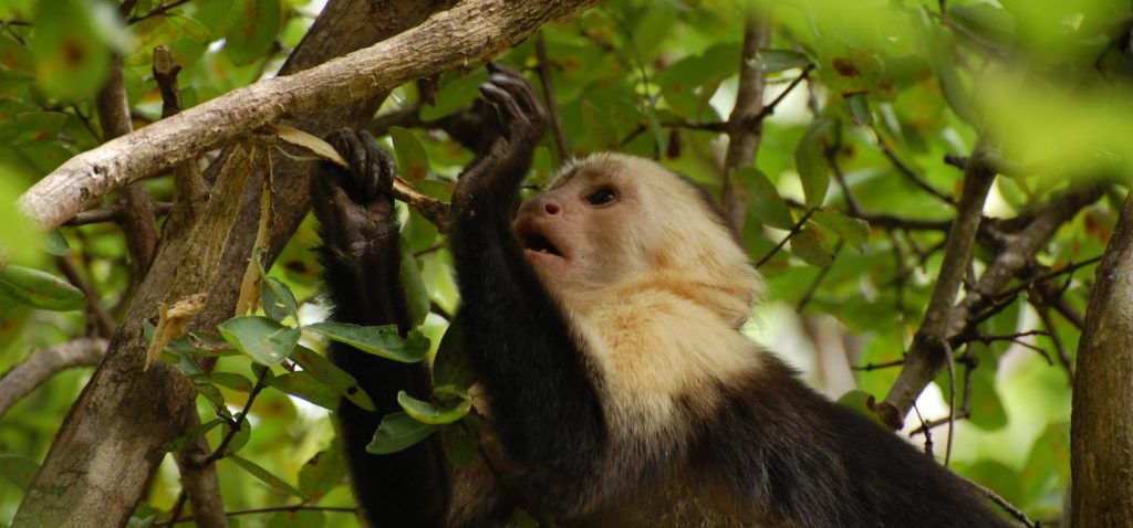 UCalgary scientists use new research method to better understand monkey evolution – UCalgary News