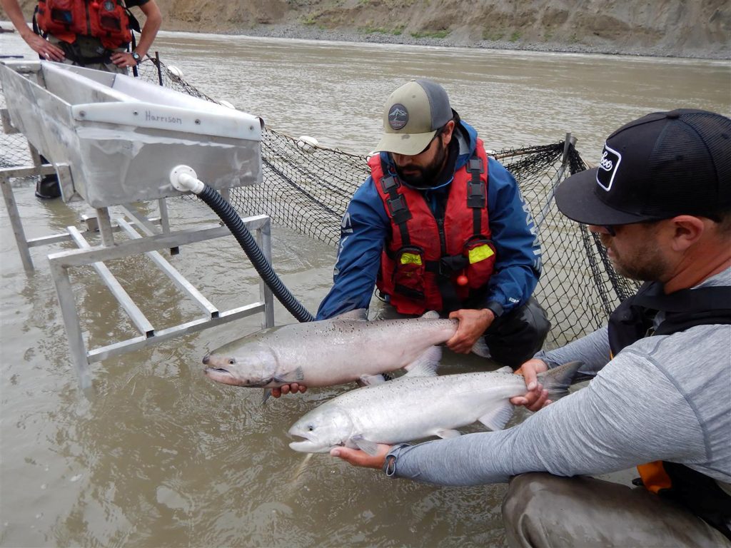 Canada launches C7 million strategy to stave off Pacific wild salmon collapse