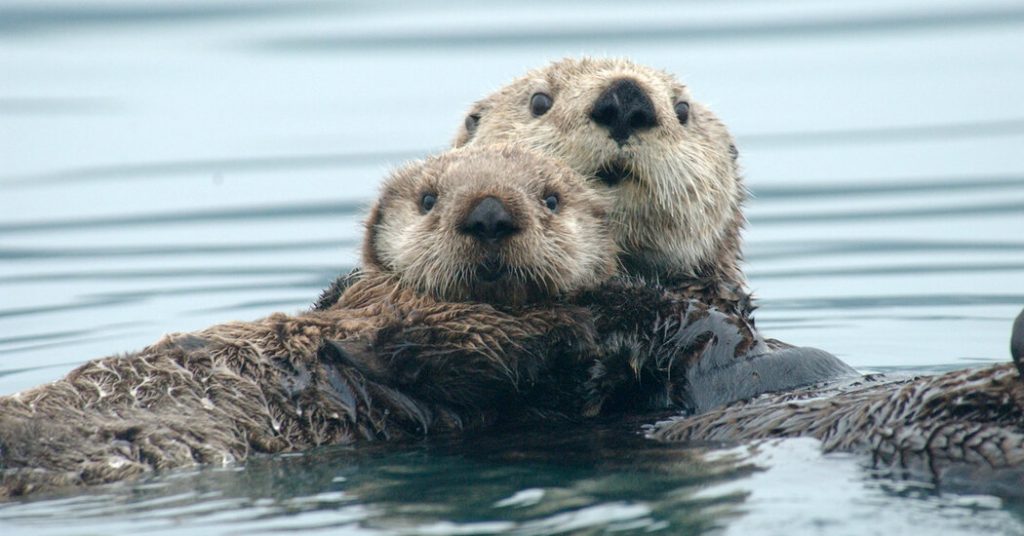 It’s Cold in the Ocean but It’s Hotter Inside Sea Otters – The New York Times