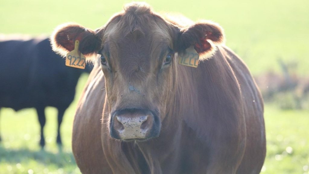 Researchers Develop Genome Techniques to Analyze Adaptation of Cattle – AZoCleantech