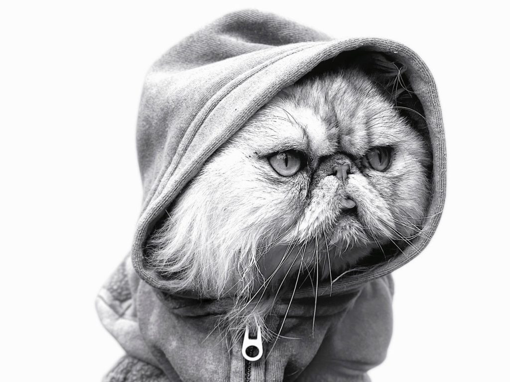 Pets Bring Endless Swagger to Apple's New 'Shot on iPhone' Ads – Muse by Clio