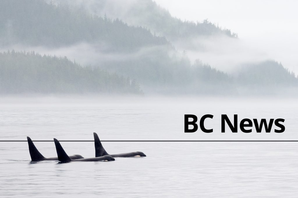 B.C. reports 677 new cases of COVID-19, active cases increase to 6,165 – Delta-Optimist