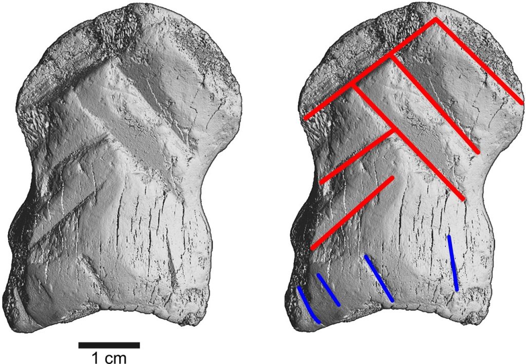 Researchers discover bones carved by Neanderthal artists – SlashGear