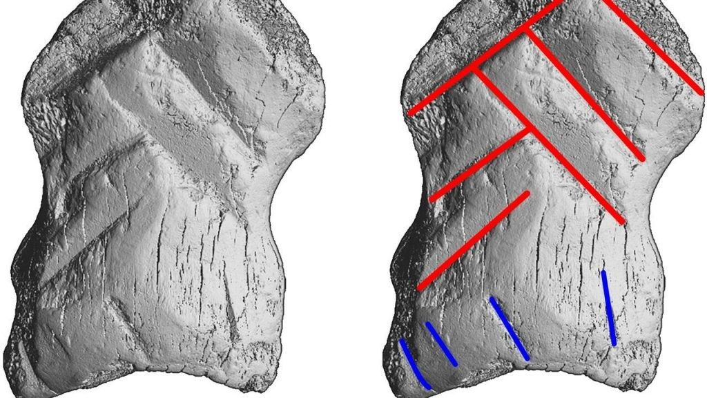 Ancient bone carving could change the way we think about Neanderthals – FRANCE 24