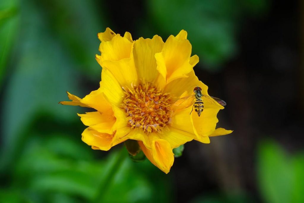 In the Garden: From farm implements to rock bands – TheRecord.com